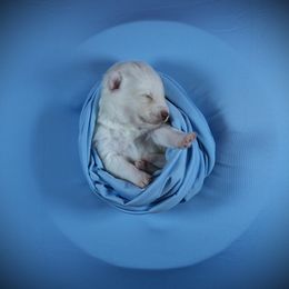 Odin - White male Siberian Husky puppy in Miami, Florida from Blue Moon Huskies