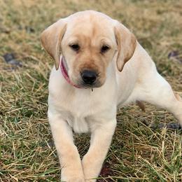 Girl 2 - female Labrador Retriever puppy in Winnemucca, Nevada from Oakley's Mountain View Kennel