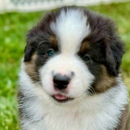 Duke - Black tri-color Australian Shepherd puppy in Silverdale, Pennsylvania from Bedtime Story Australian Shepherds