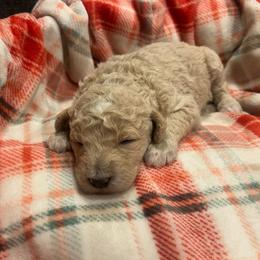 Bree - Apricot female Goldendoodle puppy in Warren, Michigan from Annette Patterson