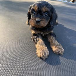 Blk Tan Girl - Black and tan female Cavapoo puppy in Roseville, California from Lipscomb Doodles