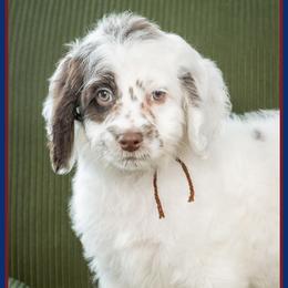 Marla - Brown and white female Cockapoo puppy in Connersville, Indiana from Deaz Doodle Ranch