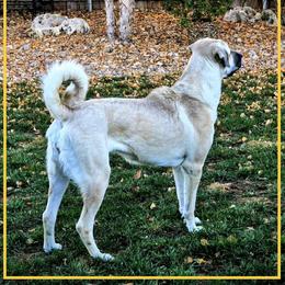 Anatolian Shepherd Dog All Grown Up from Fyne Acres