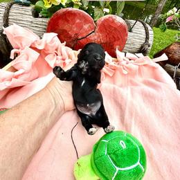 Angel - Black and white female Assorted Doodle Crosses puppy in Coal City, Indiana from Angel Blue Dogs