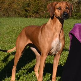 Rhodesian Ridgebacks and Xoloitzcuintli from Venus Rhodesian Ridgebacks