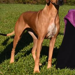 Rhodesian Ridgebacks and Xoloitzcuintli from Venus Rhodesian Ridgebacks