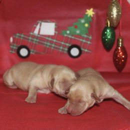 Girl 1 - Yellow female Labrador Retriever puppy in Four Oaks, North Carolina from TLC Retrievers