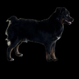 Bear - Miniature Australian Shepherd