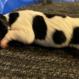 Girl 3 - Black white and tan female Rat Terrier puppy in Iowa Falls, Iowa from Hawthorne Terriers