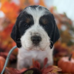 Snow White - Black white and tan female English Springer Spaniel puppy in Cleburne, Texas from Powers English Springer Spaniels