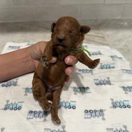 Poodle Puppies from Oodles of poodles LLC.