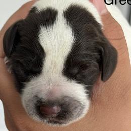 Girl 4 - female German Wirehaired Pointer puppy in Muncie, Indiana from Altitude Kennel