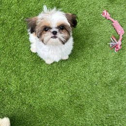 Shih Tzu Puppies from Magnolia Tzus