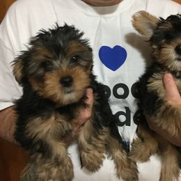 Assorted Doodle Crosses, Double Doodle, Maltipoo, Morkie, and Yorkipoo Puppies from Danza Bolo