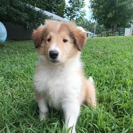 Captain Jack red - Sable merle and white male Collie puppy in Salem, Indiana from Living Blessed Collies