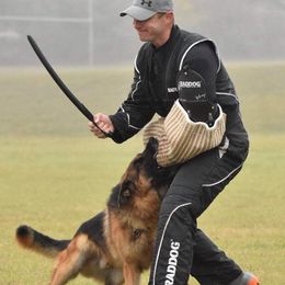 Bacchus - German Shepherd