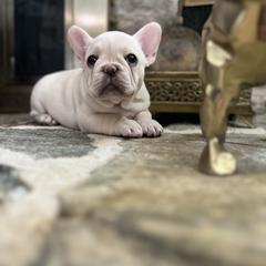 French Bulldog and Nova Scotia Duck Tolling Retriever Puppies from Folklore Den