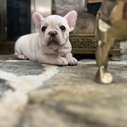 French Bulldog and Nova Scotia Duck Tolling Retriever Puppies from Folklore Den