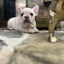 French Bulldog and Nova Scotia Duck Tolling Retriever Puppies from Folklore Den