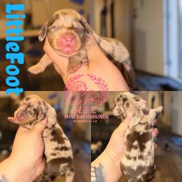 Little Foot - Dapple male Dachshund puppy in Hornbeck, Louisiana from A&Z Mini Dachshunds