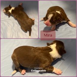 Mira - Tri-color female Border Collie puppy in Decatur, Alabama from Phantom Border Collies