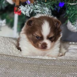 Chocolate tri boy - Chocolate male Pomeranian puppy in Brighton, Colorado from POMS OF CBBK