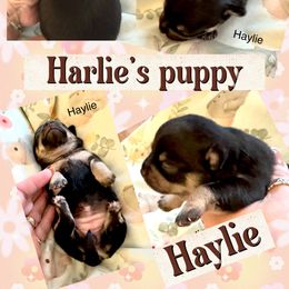Haylie - Black and tan female Chihuahua puppy in South Charleston, Ohio from Fine Whines & Lickers