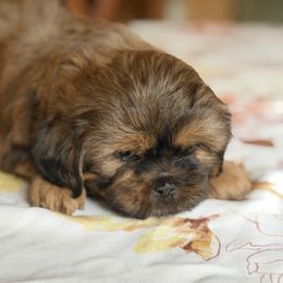 Ursula - Brindle female Shih Tzu puppy in Durham, North Carolina from The 🐾 Tang Clan Chronicle & Nursery