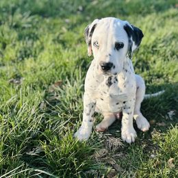 Basset Hound and Dalmatian Puppies from Lazy B Bassets and Dalmatians