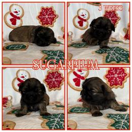 Sugarplum - Sable female Shih Tzu puppy in Yelm, Washington from Lala's All Star Shih Tzu