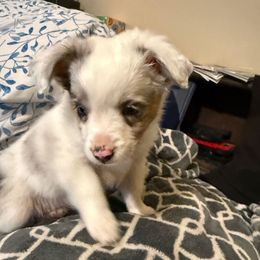 May - White female Australian Shepherd puppy in Churchill County Fallon, Nevada from Card Family Ranch