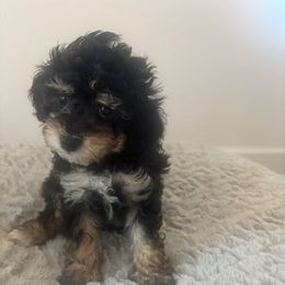 Theo - Phantom male Poodle puppy in Queen Creek, Arizona from Prestigious Toy Poodles