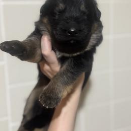 Pink - Black and red female German Shepherd puppy in Pickens, South Carolina from Von Maqqedah Haus German Shepherds