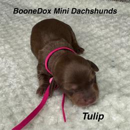 Tulip - Chocolate and cream female Dachshund puppy in Lexington, Oklahoma from BooneDox Miniature Dachshunds