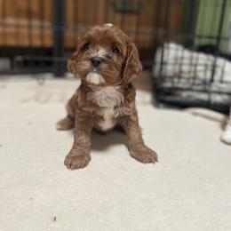 Cavalier King Charles Spaniel and Cavapoo Puppies from Larisa's Cavaliers