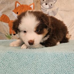 Marky - Red tri-color male Miniature American Shepherd puppy in Hume, Virginia from Shadow Fox Farm