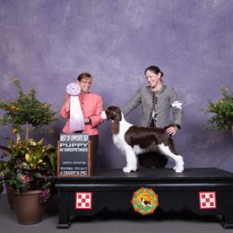 English Springer Spaniel All Grown Up from Solaire Springers