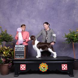 English Springer Spaniel All Grown Up from Solaire Springers