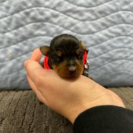 Cosmo - Black and tan male Miniature Pinscher puppy in Lancaster, Missouri from White Stone Ranch