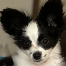 Papillon Puppies from WayMaker Papillons