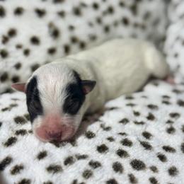 Starscream - Blue male Australian Cattle Dog puppy in Rosharon, Texas from 4Surge Cattle Dogs