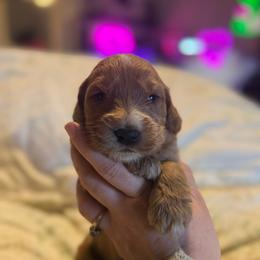 Roo - Apricot male Goldendoodle puppy in Jacksonville, Florida from Dandelion Doodles