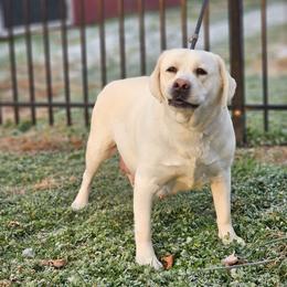 Nellie - Labrador Retriever