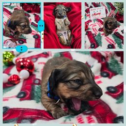 Billy - Red male Dachshund puppy in Fenton, Michigan from Always Darling Dachshunds