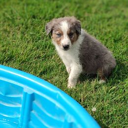 Border Collie Puppies from Bond Border Collies