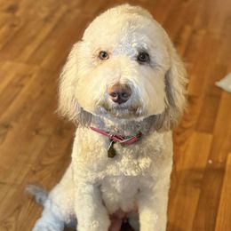 Greta - Goldendoodle