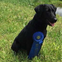Labrador Retrievers from Dave Rebarchak's Labrador Retrievers