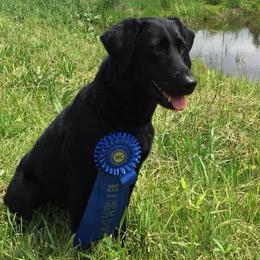 Labrador Retrievers from Dave Rebarchak's Labrador Retrievers