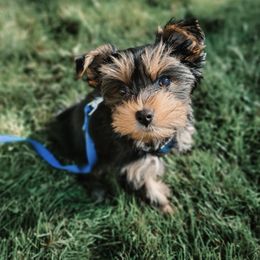 Yorkshire Terrier All Grown Up from Nikki’s Yorkies