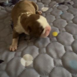 Girl 1 - Red female Boston Terrier puppy in Charleston, West Virginia from Mountain Momma Bostons
